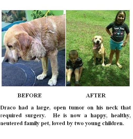 Emergency Vet Care for Street Dogs in Costa Rica