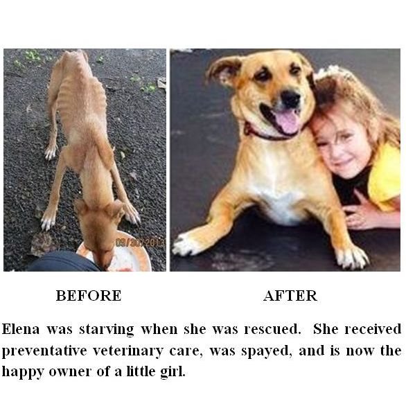 Emergency Vet Care for Street Dogs in Costa Rica