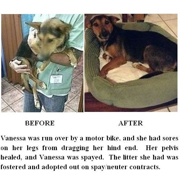 Emergency Vet Care for Street Dogs in Costa Rica