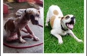 Emergency Vet Care for Street Dogs in Costa Rica