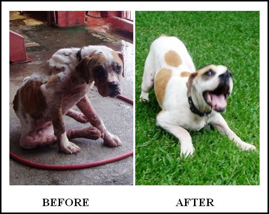 Emergency Vet Care for Street Dogs in Costa Rica