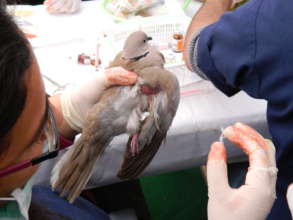 Bird being treated for kite string injury