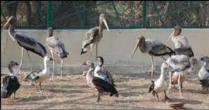 Birds being released at the lake