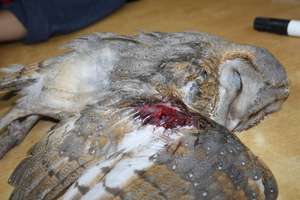 Barn owl being treated for a fracture