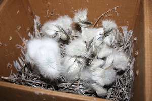 Cattle egret chicks saved from a nest fall
