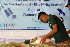 IFAW-WTI veterinarian treating a bird in Porbandar