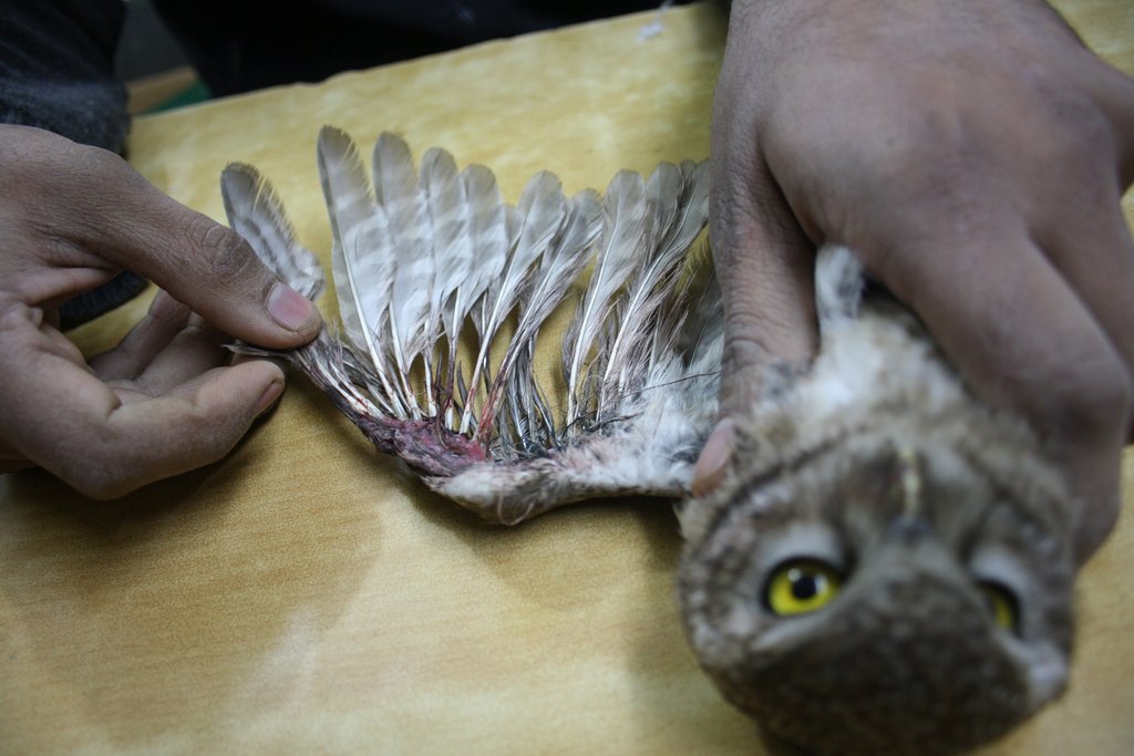 reports on save birds from kite string injuries globalgiving reports on save birds from kite string injuries globalgiving