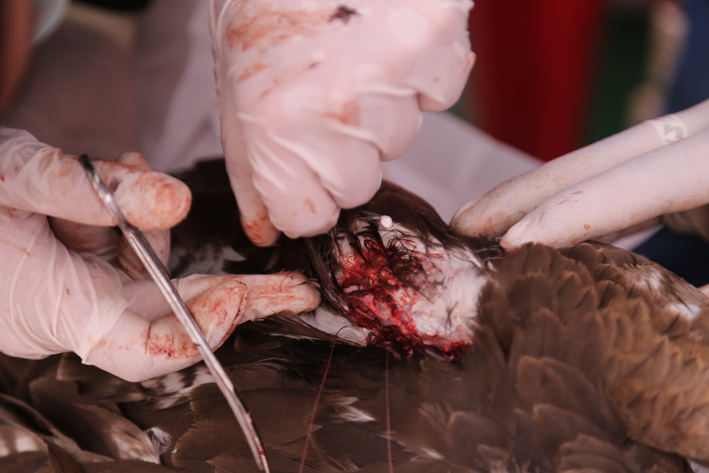 Save Birds from Kite-String Injuries