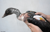 Save Birds from Kite-String Injuries