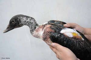 Save Birds from Kite-String Injuries