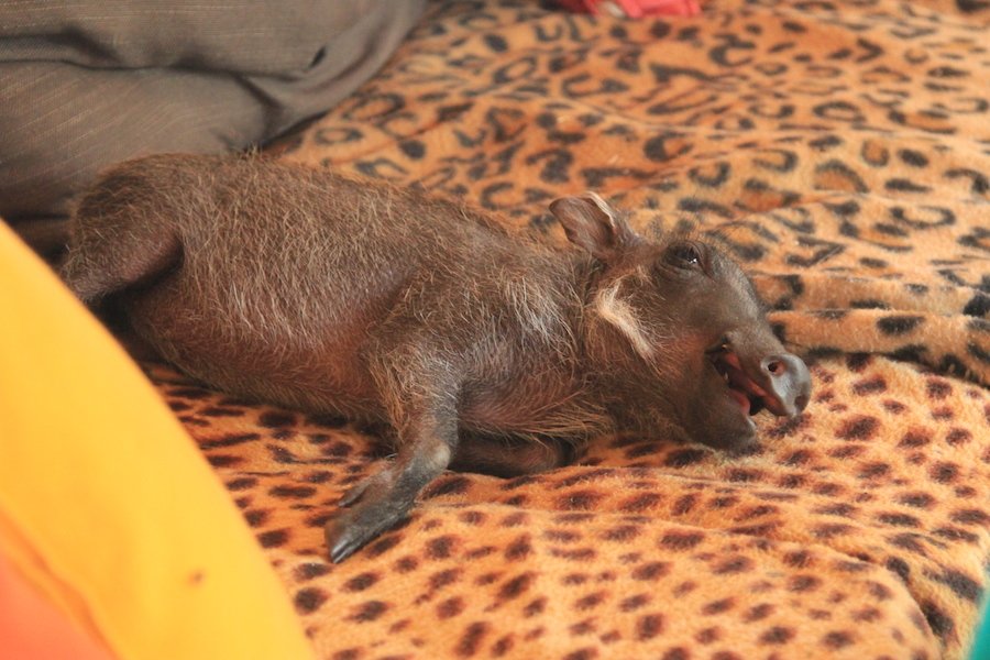 Provide food & care for our baby Warthog for 1year