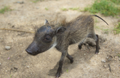 Provide food & care for our baby Warthog for 1year
