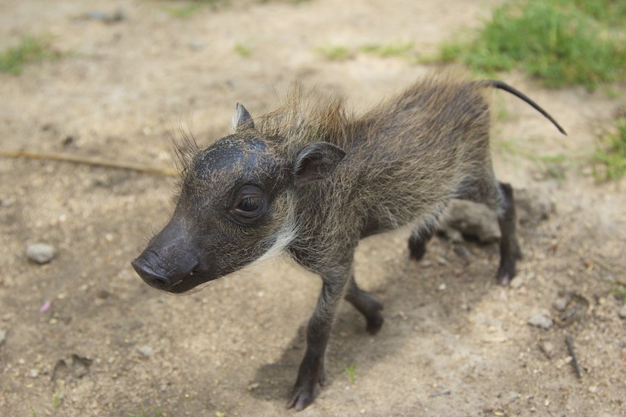 Provide food & care for our baby Warthog for 1year