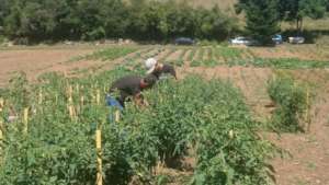 The gardening activity