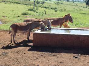 Animals drink at the separate water source.