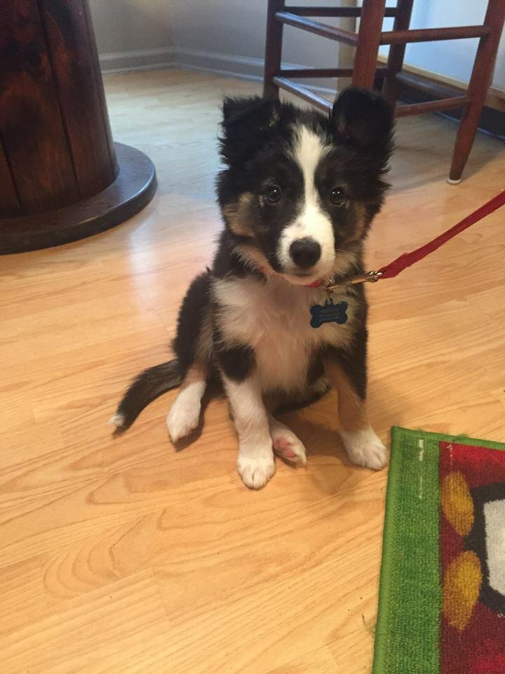 Seizure-Response Dog for Taylor