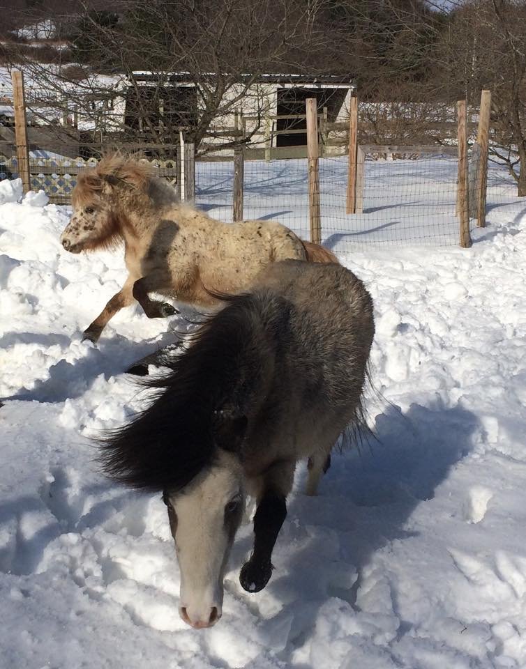 Rye and Firefly playing
