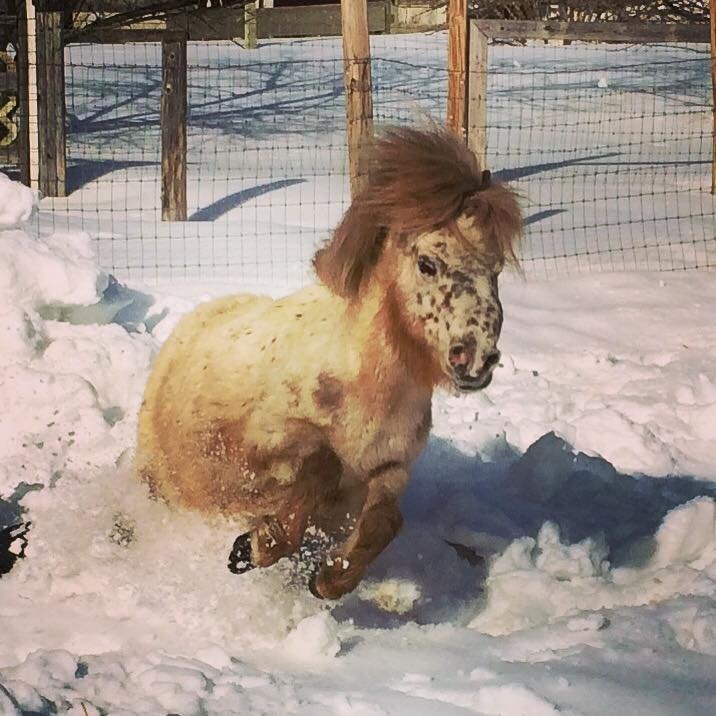 Rye playing in the snow