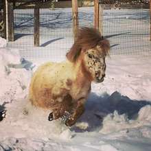 Rye playing in the snow