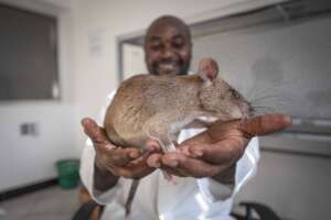 TB detecting, HeroRAT Carolina in Tanzania