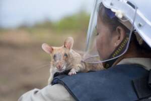 Ronin and his handler in Cambodia