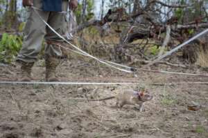 Ilaria working in mine detection