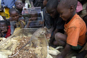 Curious kids meet a HeroRAT in Mozambique