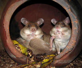 Full Cheeks Friday Celebration