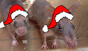 Happy HeroRAT Holidays!