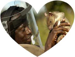 Love between a HeroRAT and trainer