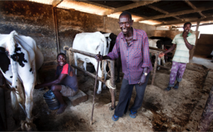 William at the dairy