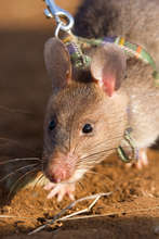 HeroRAT ready for action, sniffing out landmines