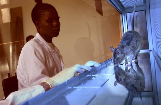 HeroRATs: Sniffing Out Landmines and Tuberculosis - GlobalGiving
