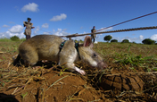 HeroRATs: Sniffing Out Landmines and Tuberculosis