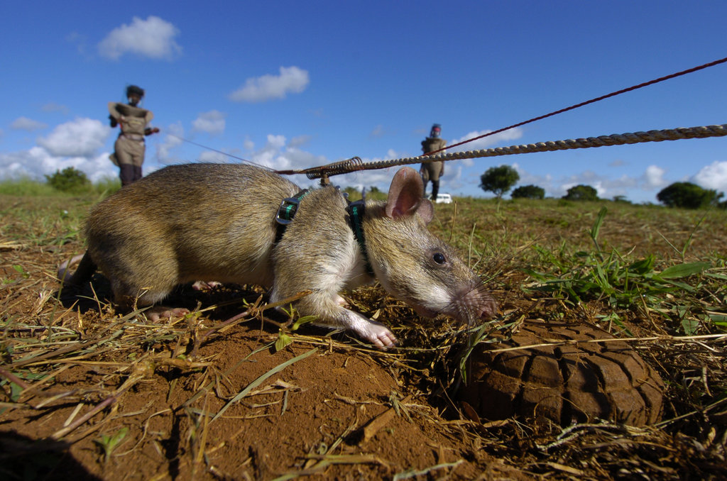 HeroRATs: Sniffing Out Landmines and Tuberculosis