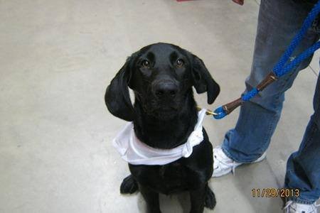 Seizure-Response Dog for Kyler