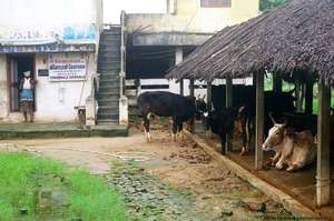 Welcome  to cow-dung is best for farming