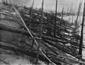 Trees leveled by the 1908 Tunguska asteroid.
