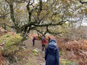 Research & connection in a rainforest in Scotland
