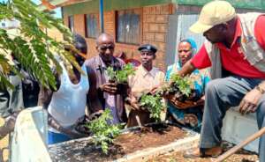 Tree seedling distribution