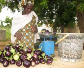 Weighing the recent eggplant harvest in Ouarkhokh
