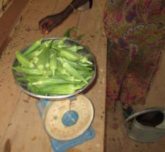 Women grow a variety of vegetables, such as okra