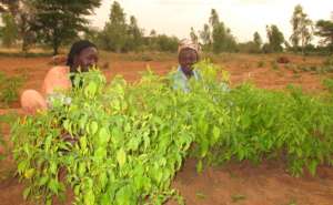 Harvesting hot peppers from the garden site