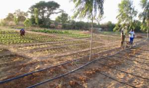 Drip irrigation will save time and labor