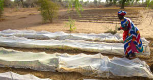 Netting protects vulnerable seedlings from pests