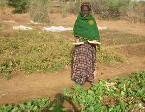 Daily watering yields abundant crops