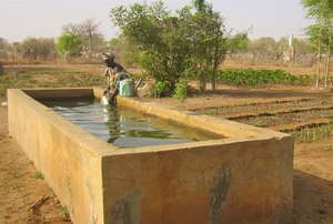 Drip irrigation will save time and labor