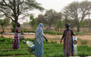 Women water crops twice daily