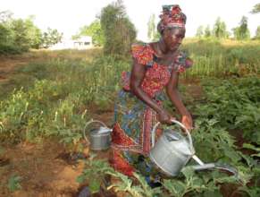 Watering African eggplants in the Ouarkhokh garden