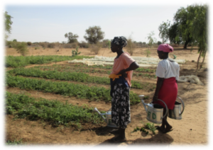Watering by hand in the Ouarkhokh garden site